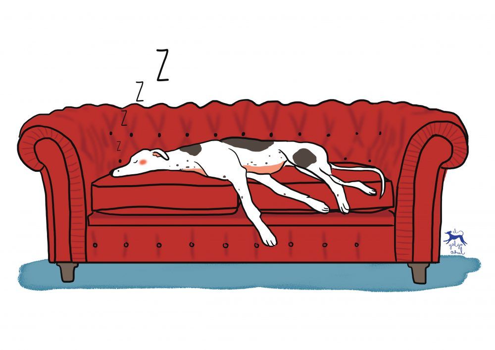 Greyhound, galgo, lebrel, ilustración