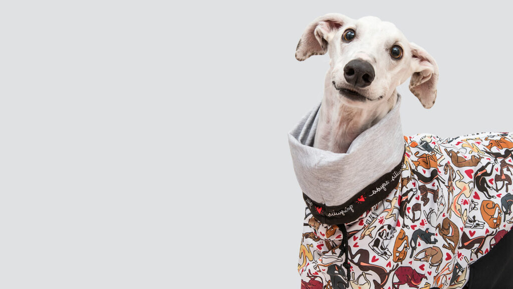 Kleidung für Windhunde, die Sie haben müssen ja oder ja