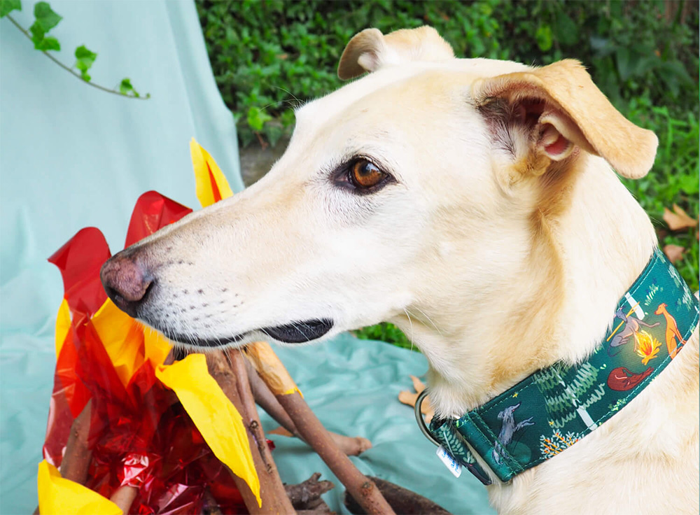 Greyhound collars must offer security to the pet