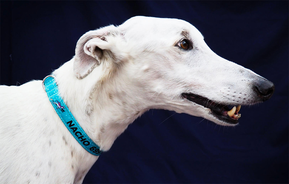 Look for a collar that provides security and comfort to your greyhound