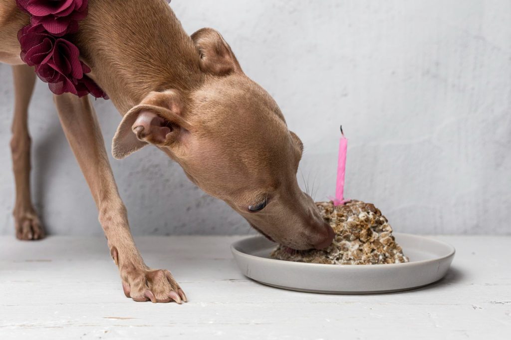 Homemade food for greyhounds or commercial feed - The Blue Greyhound