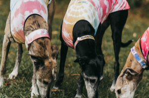 Artikel für Greyhounds, die Sie haben müssen, wenn Sie in diesem Jahr 2022 einen adoptieren möchten