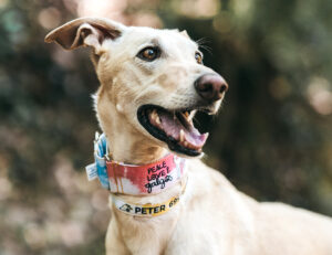 Running, walking in the open air, playing with a ball: Discover the best exercises for greyhounds. They will be healthy and strong!