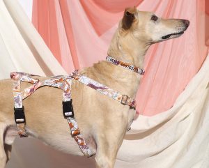 Descubre los beneficios de los arneses antiescape para tu mascota: ¡Comodidad y seguridad en todo momento!