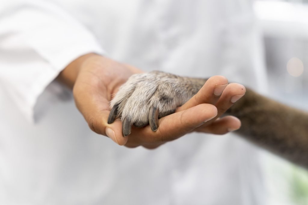 Cómo prevenir infecciones bucales en galgos