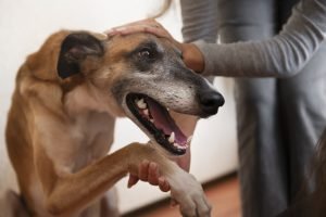prevenir infecciones bucales