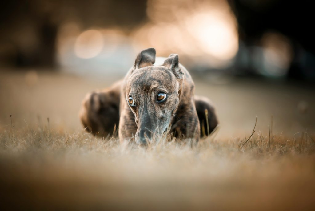 prevenir las garrapatas en galgos