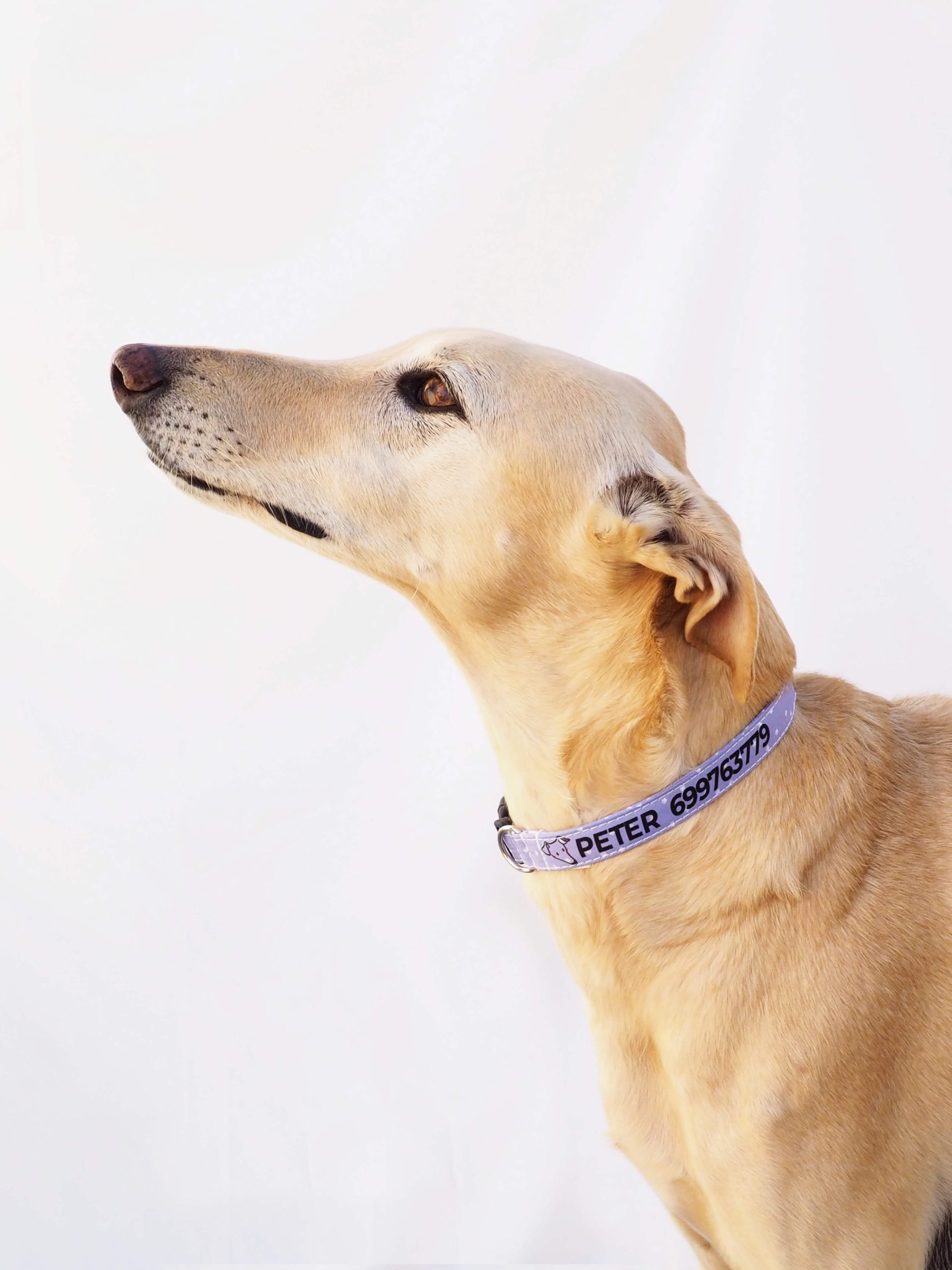Collar personalizado lila - immagine 2