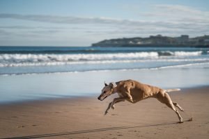 proteger a tu galgo de las altas temperaturas