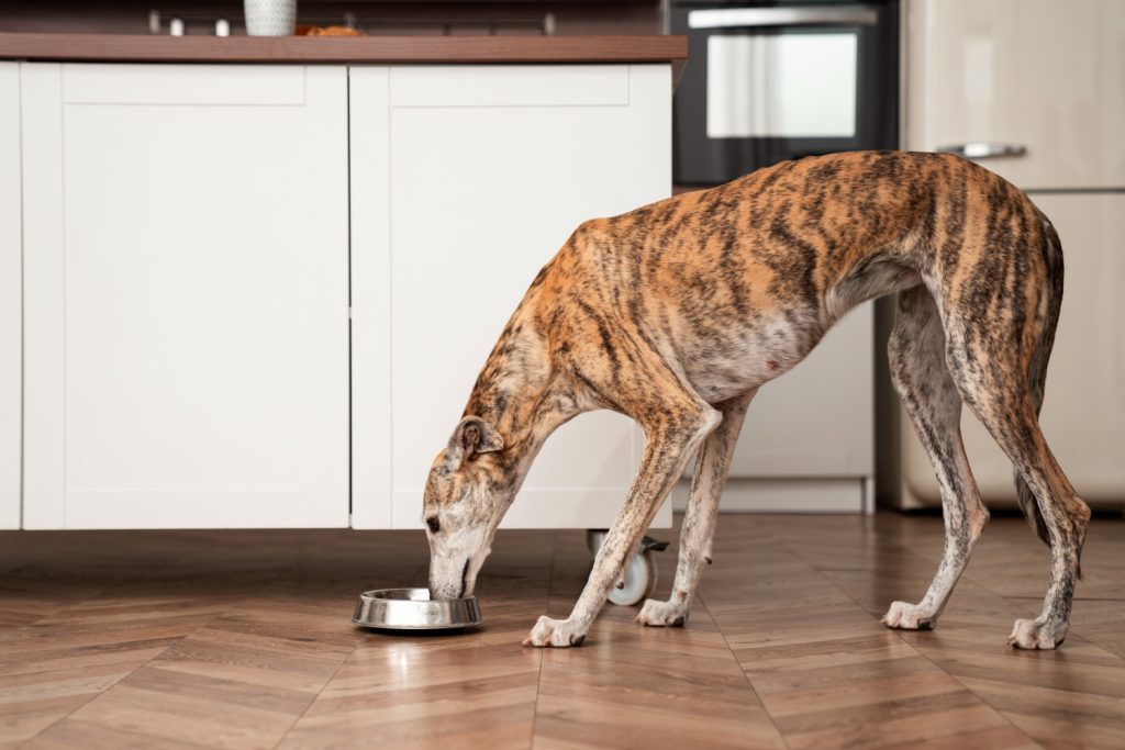 Cómo preparar a tu galgo para las vacaciones de verano