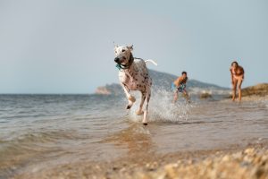 preparar a tu galgo para las vacaciones