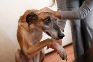 tratar las lesiones comunes en galgos