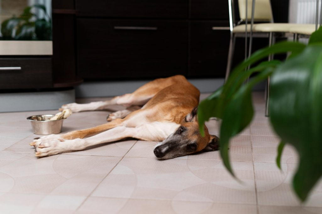 Cómo prevenir y tratar las lesiones comunes en galgos