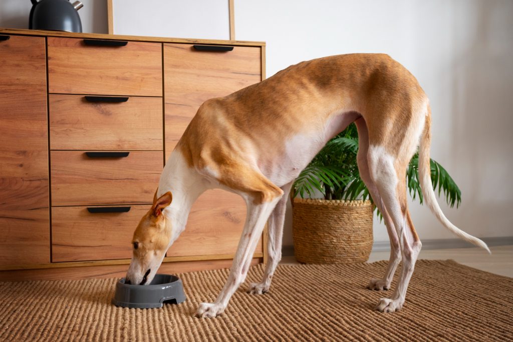 Galgo comiendo - El Galgo Azul