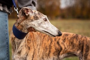 Qué hacer para que tu galgo deje de tener miedo