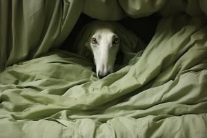 ansiedad por separación en galgos