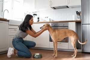 Comida casera para galgos o pienso industrial