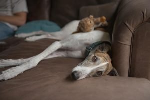 preparar a tu galgo para el frío