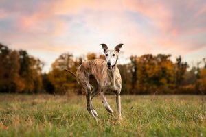 diferencias entre galgo y podenco