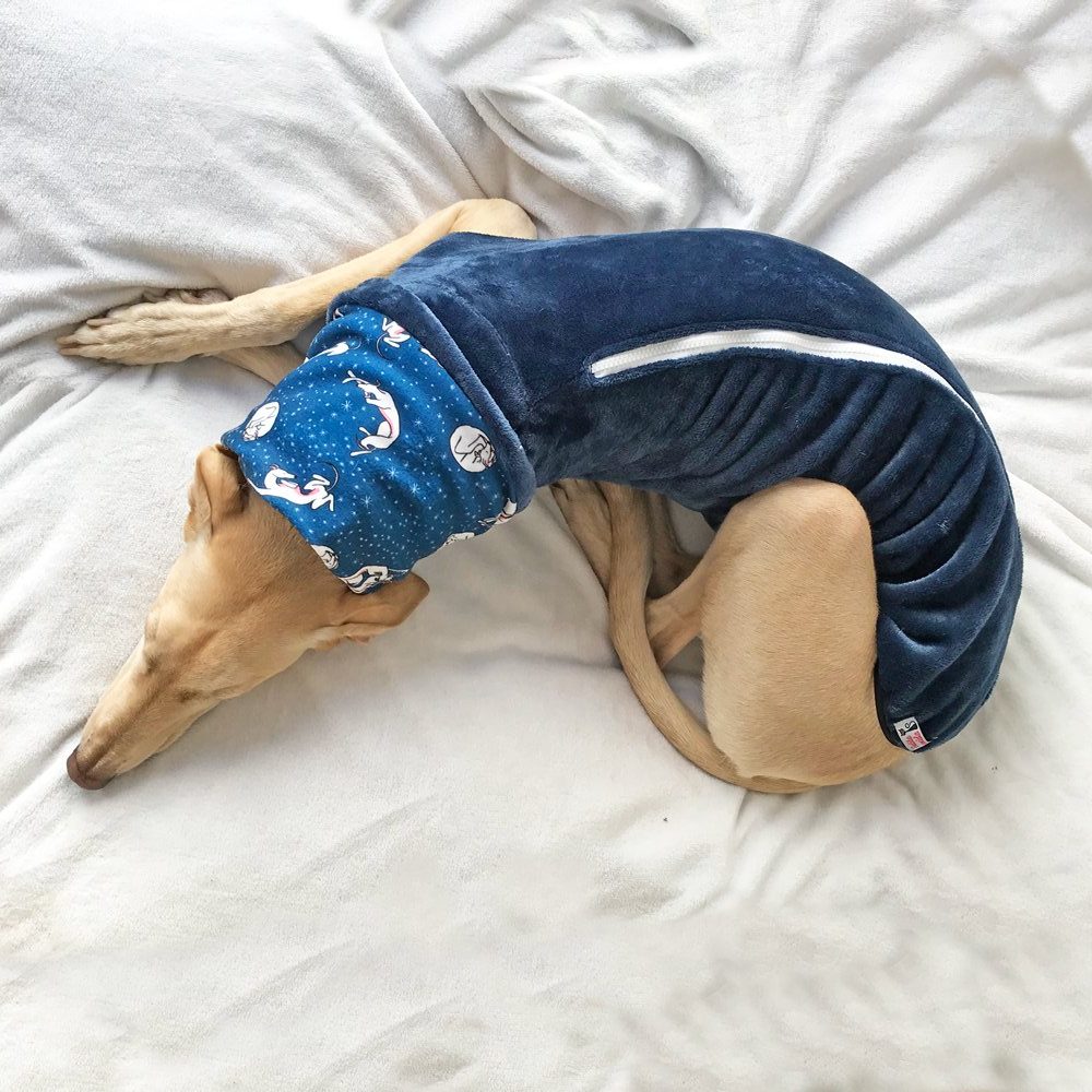 Son recomendables los pijamas para galgos - El Galgo Azul