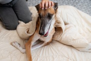 ¿Son recomendables los pijamas para galgos?