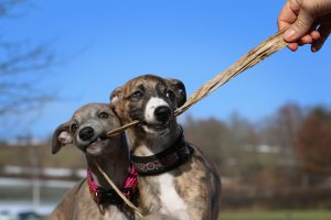 Alimentos prohibidos para galgos: Evita estas intoxicaciones comunes.