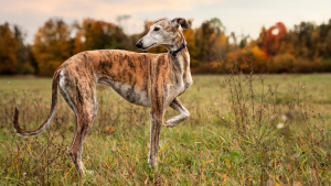 Conoce las principales razas de galgos pequeños