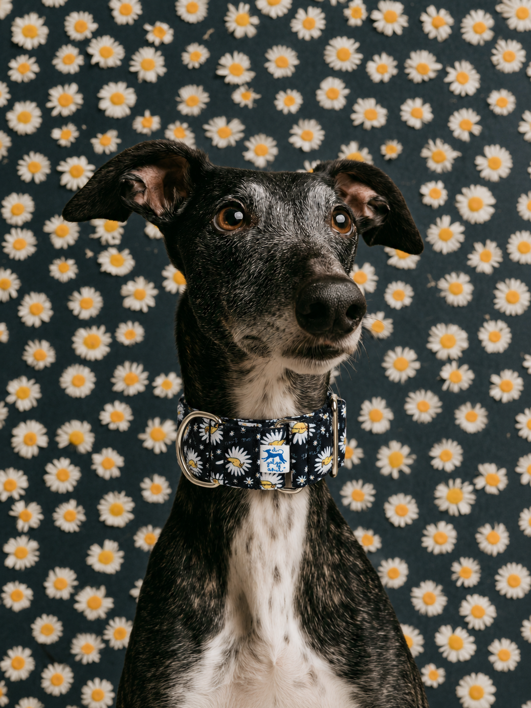 Collar martingale Me quiere - Imagen 2