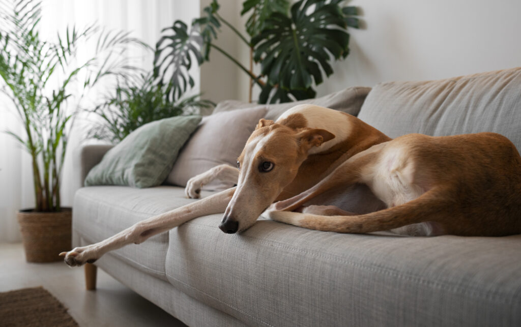 galgo miedoso con visitas a casa