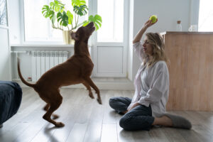 juegos para galgos