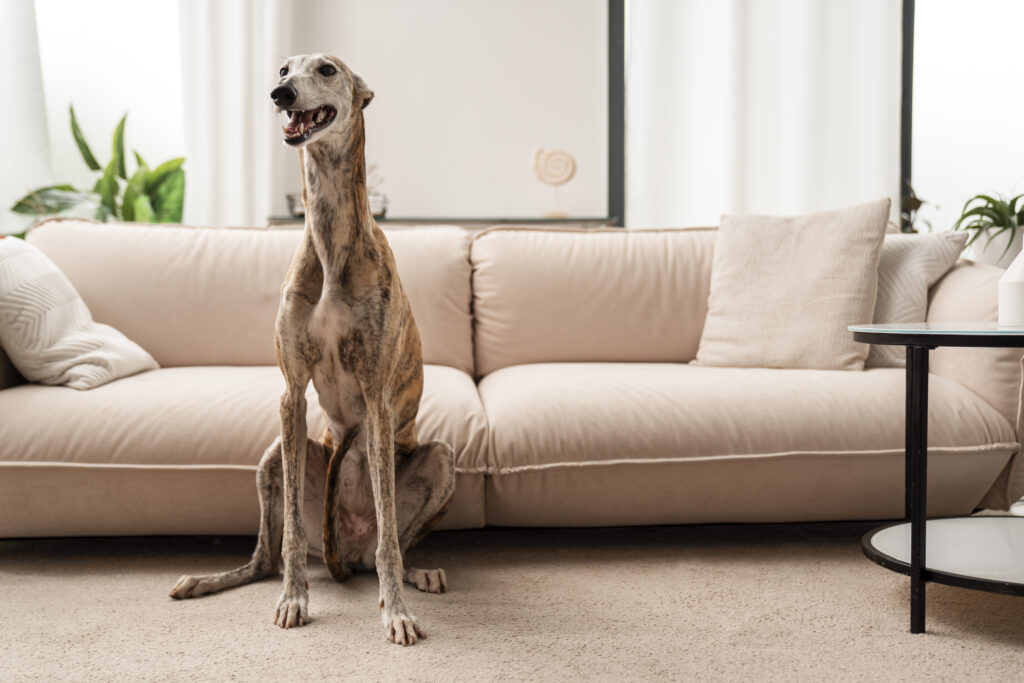 juegos para galgos en casa
