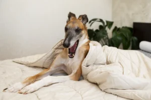 porque los galgos duermen tanto