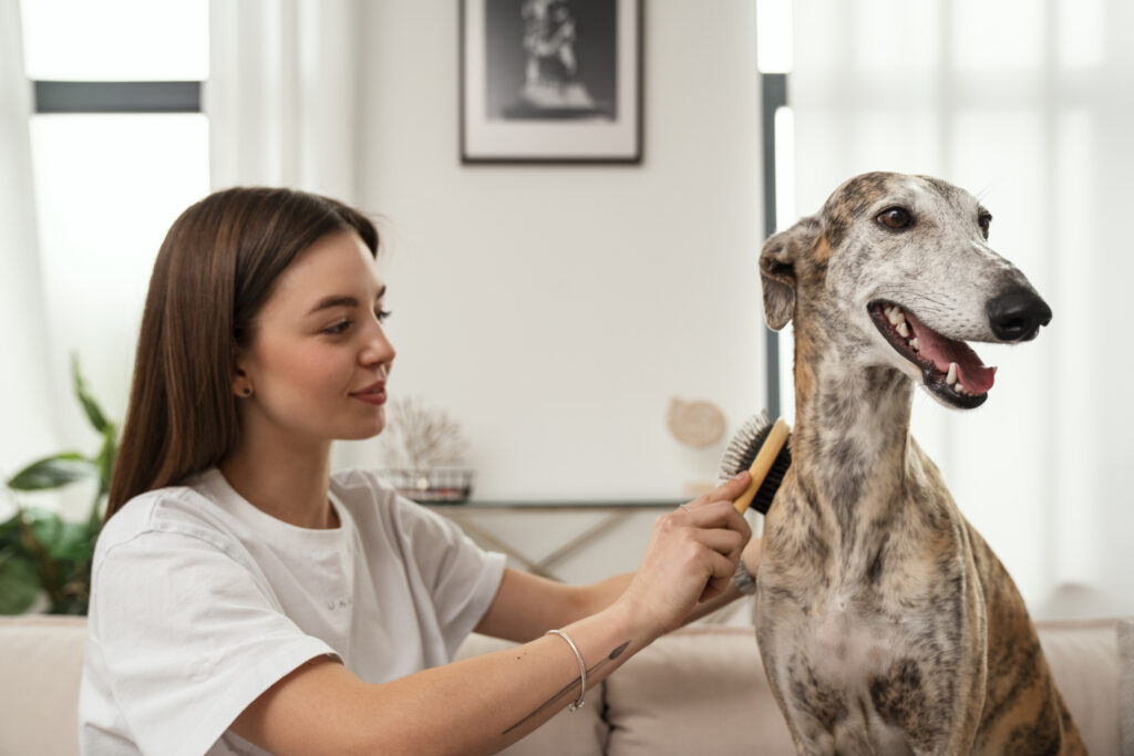 Greyhound-Pflege