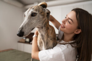 Pflege von Greyhounds